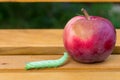 Mimas tiliae big caterpillar next to red apple