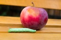 Mimas tiliae lime caterpillar going next to red apple