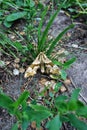 Mimas tiliae lime hawk-moth sitting on grass, blurry ground