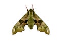 Mimas tiliae, the lime hawk-moth on white background