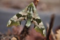 Mimas tiliae - lime hawk moth