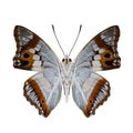 Indian purple emperor, underwing part with beautiful shade of pale blue white ornage and black spots isolated on