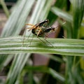 Mimegralla coeruleifrons mating Royalty Free Stock Photo