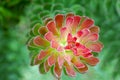 Mimetes flower in Kirstenbosch