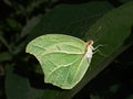 Mimetic butterfly Royalty Free Stock Photo