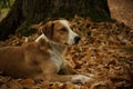 Mimetic dog in the autumn forest Royalty Free Stock Photo