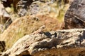 Mimetic lizard at Petrified Forest, Khorixas, Namibia Royalty Free Stock Photo