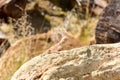 Mimetic lizard at Petrified Forest, Khorixas, Namibia Royalty Free Stock Photo