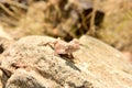 Mimetic lizard at Petrified Forest, Khorixas, Namibia Royalty Free Stock Photo