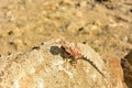 Mimetic lizard at Petrified Forest, Khorixas, Namibia Royalty Free Stock Photo