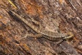 Mimetic Lizard on a Tree Trunk in Brazil Royalty Free Stock Photo