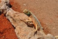 Mimetic reptile, kalahari Royalty Free Stock Photo