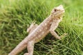 Mimetism lizard waiting Royalty Free Stock Photo