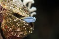 Mimic blenny Royalty Free Stock Photo