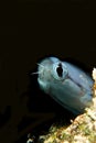 Mimic Blenny Royalty Free Stock Photo
