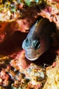 Mimic Blenny Royalty Free Stock Photo