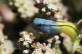 Mimic blenny Royalty Free Stock Photo