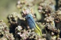 Mimic blenny Royalty Free Stock Photo