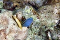 Mimic blenny (ecsenius gravieri). Royalty Free Stock Photo