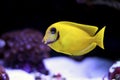 Mimic Lemon Peel Tang Acanthurus pyroferus Royalty Free Stock Photo