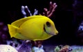 Lemon Tang aka Chocolate tang Acanthurus pyroferus. Royalty Free Stock Photo