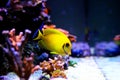 Lemon Tang aka Chocolate tang Acanthurus pyroferus. Royalty Free Stock Photo