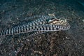 Mimic Octopus and Black Sand in Lembeh Strait Royalty Free Stock Photo