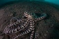 Mimic Octopus Crawling on Black Sand