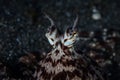 Mimic Octopus Eyes in Lembeh Strait