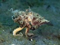 Mimic octopus Royalty Free Stock Photo