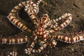 Mimic octopus on muck sand bottom