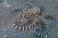 Mimic Octopus, Sogod Bay, Padre Burgos, Leyte, Philippines, Asia Royalty Free Stock Photo