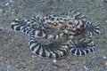 Mimic Octopus, Sogod Bay, Padre Burgos, Leyte, Philippines, Asia Royalty Free Stock Photo