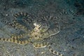 Mimic Octopus Thaumoctopus mimicus Royalty Free Stock Photo