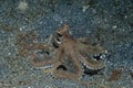 Mimic Octopus Thaumoctopus mimicus Royalty Free Stock Photo