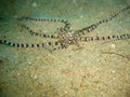 Mimic Octopus (Thaumoctopus Mimicus) in the filipino sea 7.12.2012