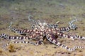 Mimic Octopus in Tulamben Indonesia