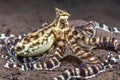 Mimic Octopus in Tulamben Indonesia Royalty Free Stock Photo