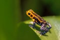 Mimic Poison Frog or poison arrow frog