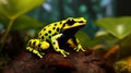 Mimic Poison Frog in the forest