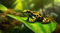 Mimic Poison Frog in the middle of the wilderness