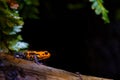 Mimic Poison Frog, orange black blue