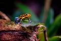 Mimic Poison Frog, poison arrow frog