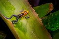 Mimic Poison Frog or poison arrow frog