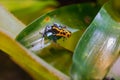 Mimic Poison Frog or poison arrow frog