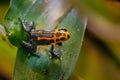 Mimic Poison Frog or poison arrow frog