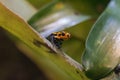 Mimic Poison Frog or poison arrow frog