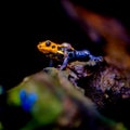 Mimic Poison Frog or poison arrow frog
