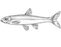 Mimic shiner or Notropis volucellus Freshwater Fish Cartoon Drawing