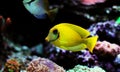 Mimic Tang -  Acanthurus pyroferus Royalty Free Stock Photo